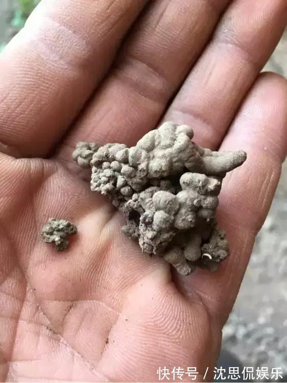 4种养花“神仙水”，夏天高温也能用，不烧苗，花儿长得旺！