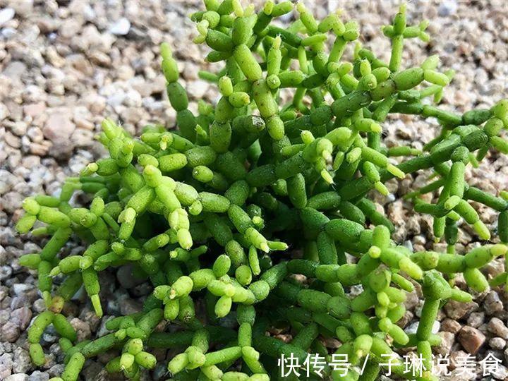 今年最火的奇葩多肉，价格这么贵，还有人抢着买！