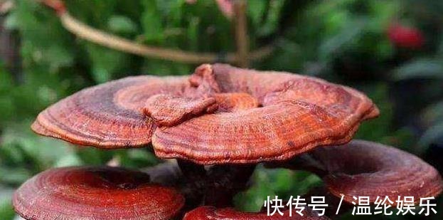 中药|世上最出名的五大中药,第一名你绝对没想到