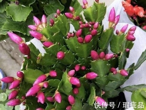 蟹爪兰|蟹爪兰长花苞了要怎么养？必备三点养护方法，开花不断