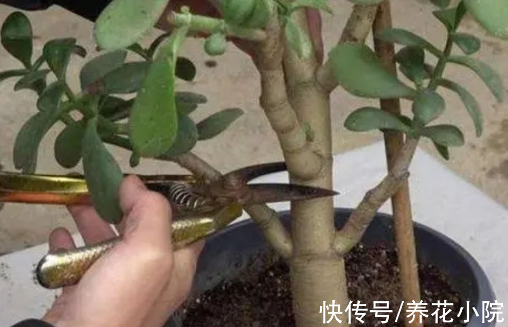 养玉树,2种枝不能留,否则难以长粗壮