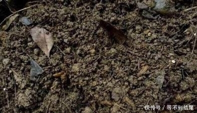 蚯蚓|养花不用买肥料,生活中的这些废料用来养花,效果比买的还好!