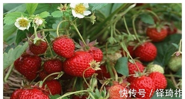 反季节|不建议给孩子吃草莓?这几个理由或要引起重视,家长们别不当回事