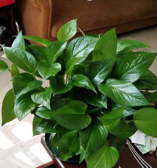  叶片|养绿萝不爆盆，用几粒这个，绿叶子挤满盆，大如手掌，蹭蹭长