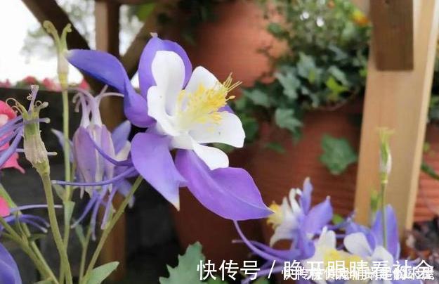 名字|被名字耽误的“三种花”,颜值高又皮实,放角落也能自己长
