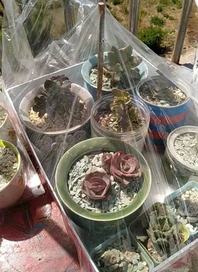 塑料袋|被当成垃圾的塑料袋,其实是个“宝”,用来养花效果好