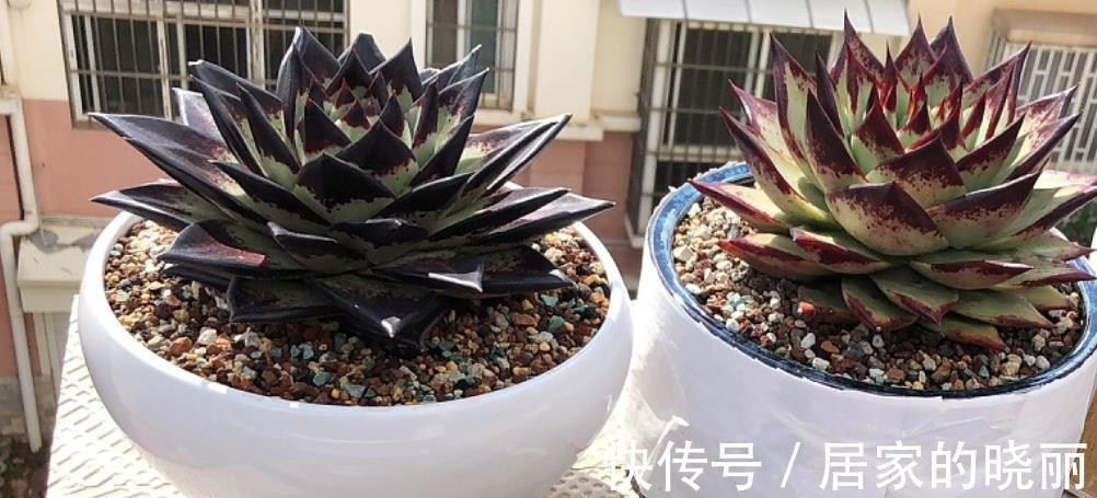 夏季|多肉乌木夏季容易化水?小心这3点,打响防护的“第一枪”