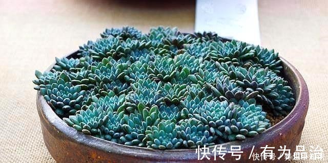 小齐|多肉叶插要“心狠”，不烂叶，出芽快，提高成活率，小苗挤满盆！