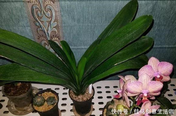 橘子皮|养花不给花洗澡,难怪长不好总黄叶,别忽视!