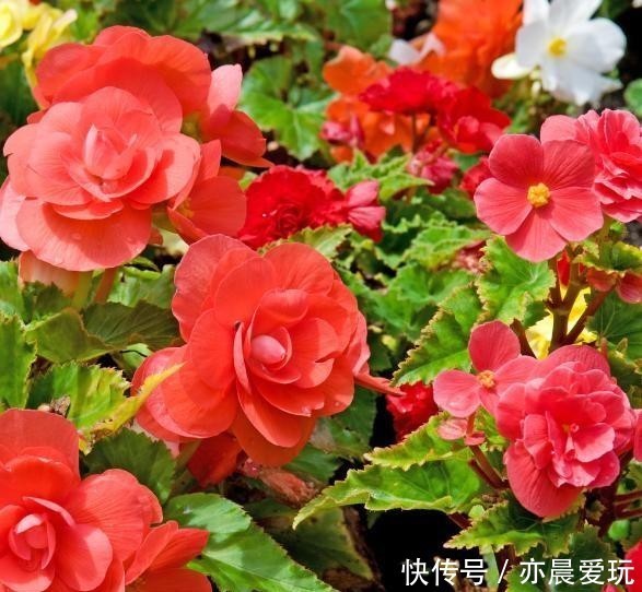 秋海棠|如何养护秋海棠?又该如何预防常见的病症呢?