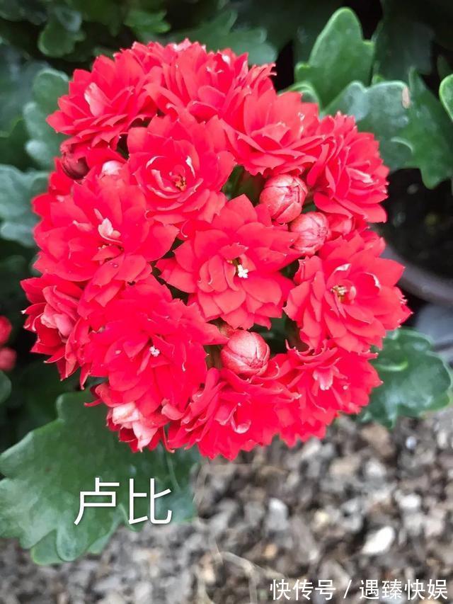 长寿花17个品种，个个都是爆花机器，谁见了都夸！