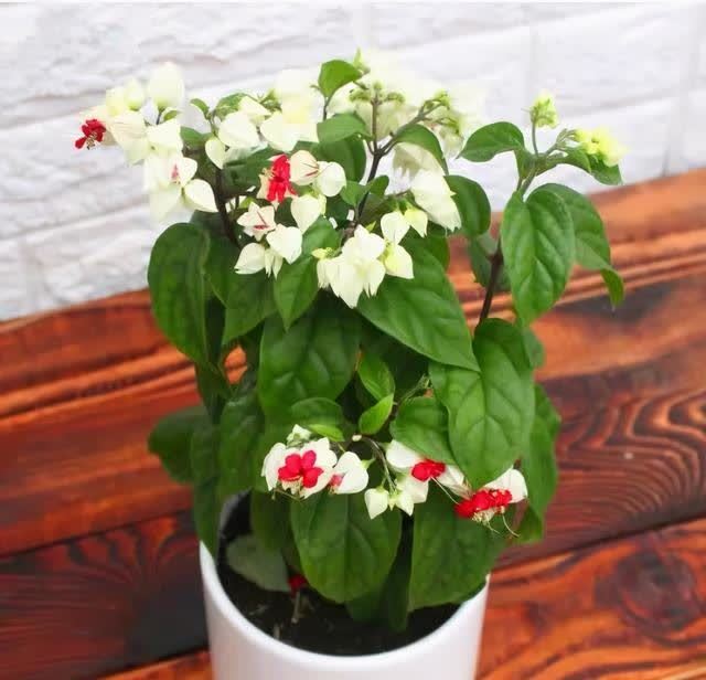 这花真奇特，开花似瑞龙吐珠，家里养几盆，典雅又大方