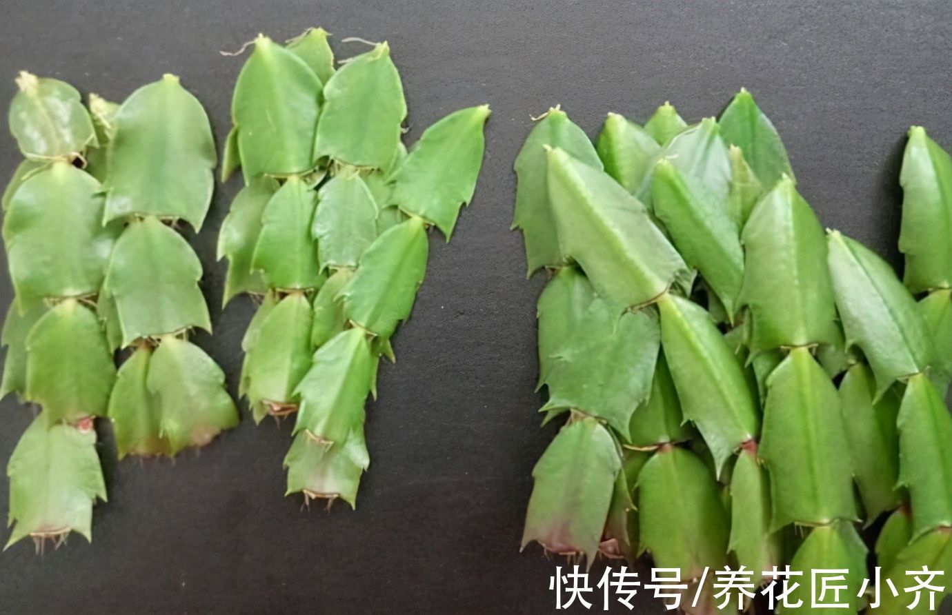 蟹爪兰从扦插到开花只需2个月,详细步骤告诉你