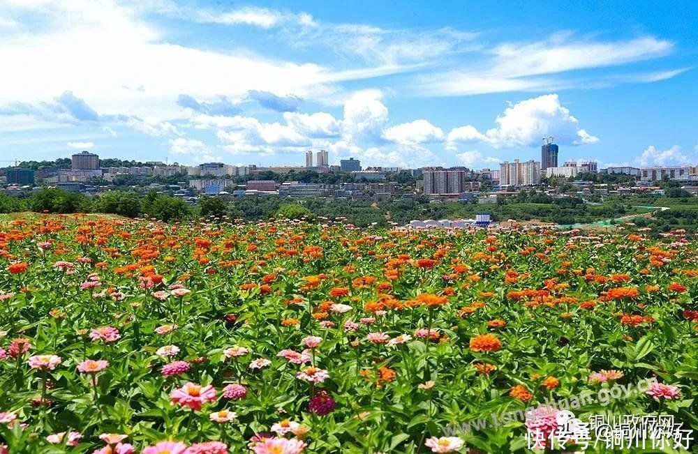 百日菊|八月宜君，百日菊开满了山岗