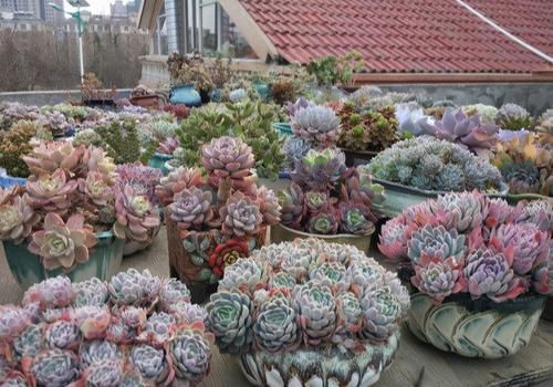 阳台养多肉,浇水“姿势”很重要,3个不小心,多肉坏一半