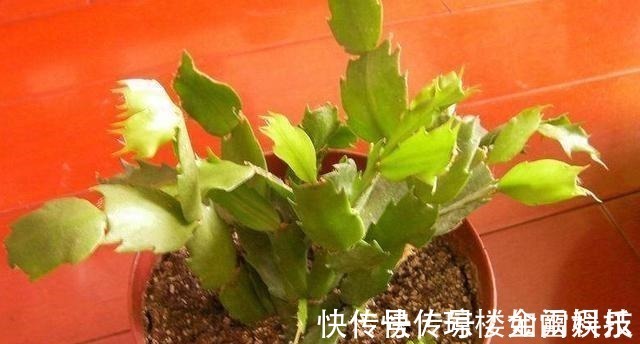 蟹爪兰|蟹爪兰发出这个“信号”,一定不要忽视,是在提醒你