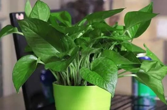大叶绿萝叶子发黄怎么办，4个解决办法让大叶绿萝长的郁郁葱葱！