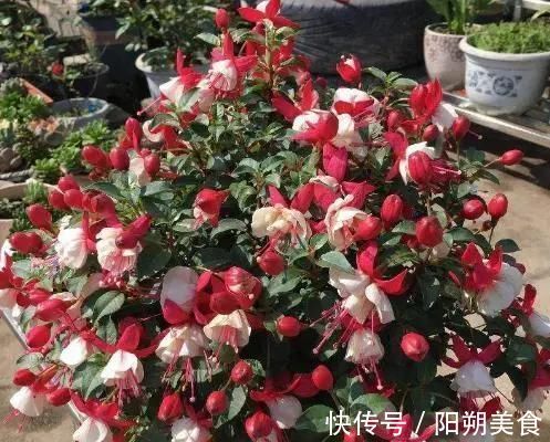 5种花，趁现在“赶紧扦插”，生根快，长得快，一个月就开花