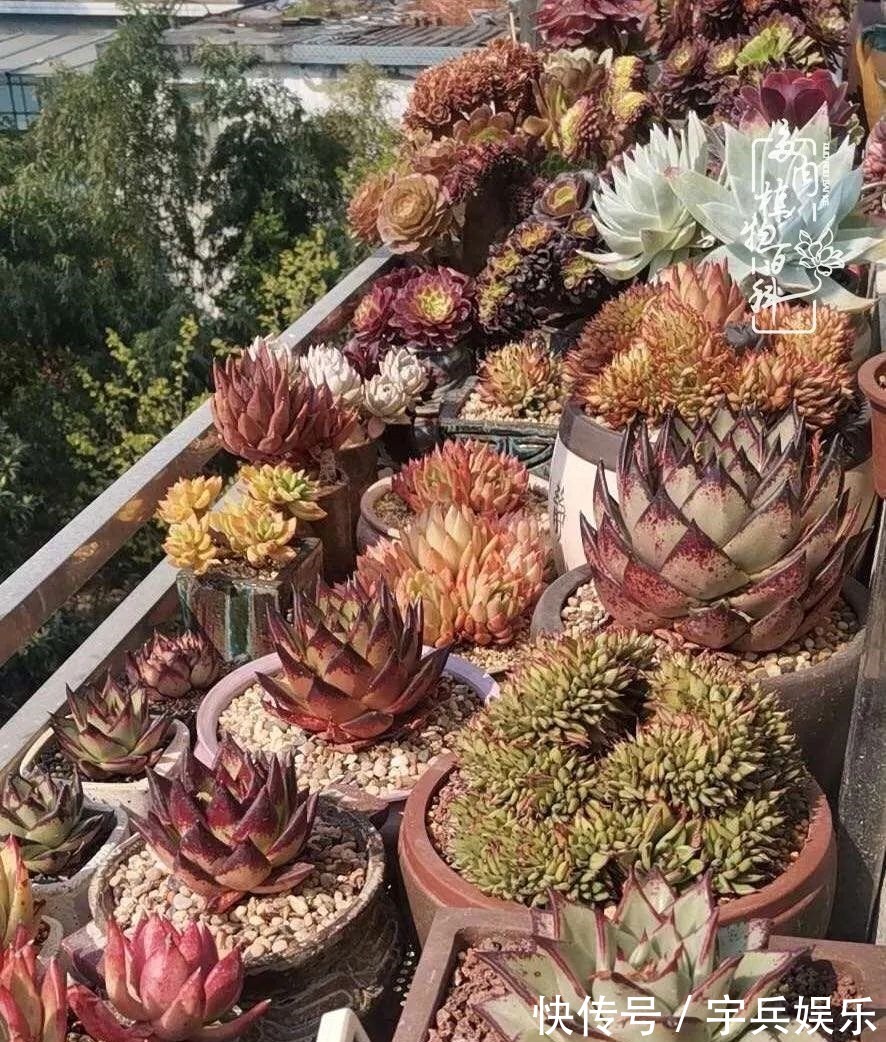 多肉植物|养多肉三年多九万里悟道,终归诗酒田园!