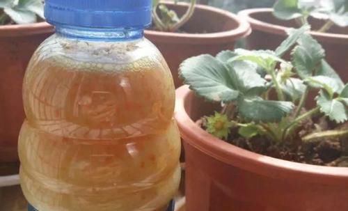 怎么让浇花效果事半功倍？掌握3个小窍门，黄叶烂根问题少很多