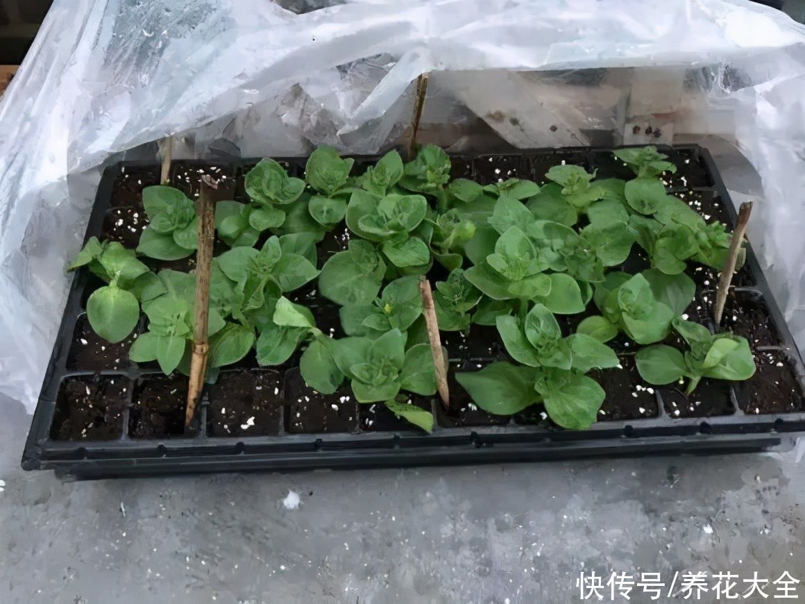 种花|10种花，现在扦插，下个月就开花