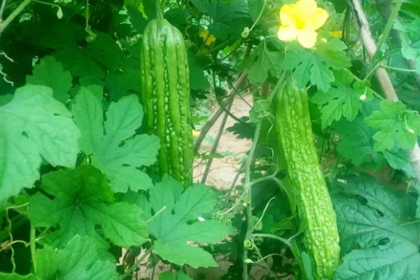 苦瓜|夏天吃苦瓜,胜过十副药!吃苦瓜有3个好处,为了家人健康了解下