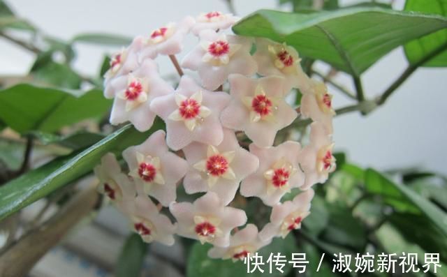 花友|花友养了五六年的“绿萝”终于开花了,美出新高度,原来如此