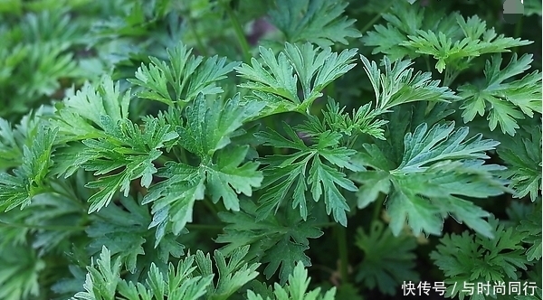  健康|十个女人九个妇科病，用此草每天泡水，祛湿排毒，子宫越来越健康