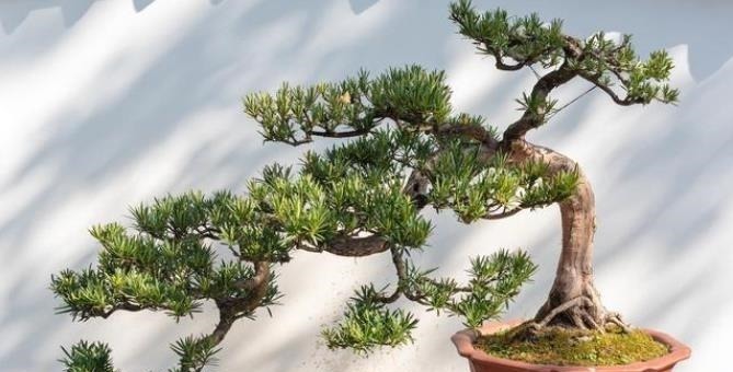 4种整株都有香味的树,家里养一棵,不生虫,还能四季飘香