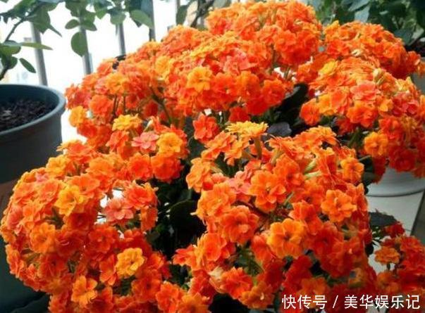 养长寿花、矮牵牛，甭太懒、太勤快！盆栽嗖嗖地开花、窜新叶