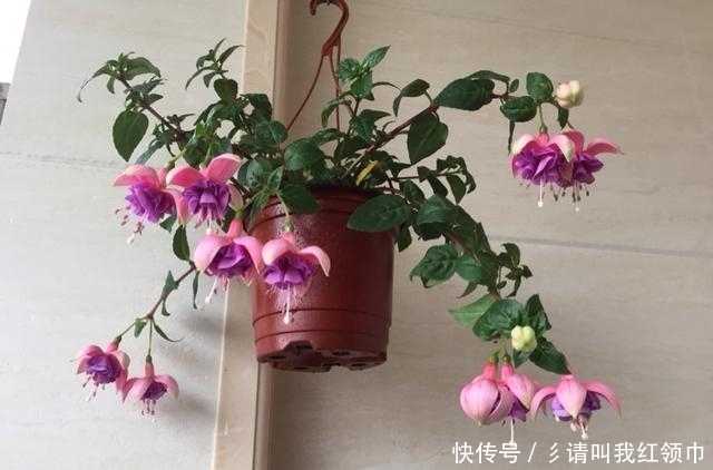 色泽|花型最奇特的盆栽,这种花色泽艳丽,玉笑珠香,欣赏价值极高