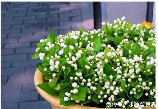 盆栽|最厉害的养花营养液给茉莉花喝一勺,新芽抽不停,花蹭蹭的开!