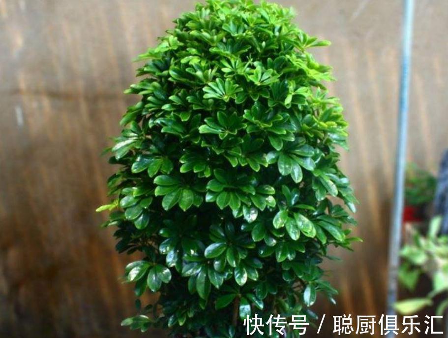 盆栽鸭掌木追肥用什么肥好，赶快来了解一下吧