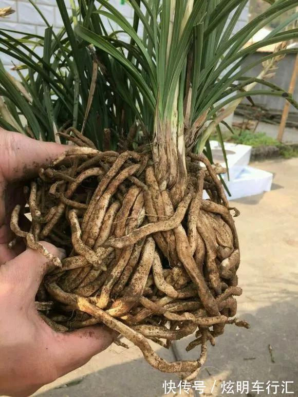 君子兰|3种“碎渣渣”,是养花的好材料,掺土里花儿蹭蹭长,开爆盆!