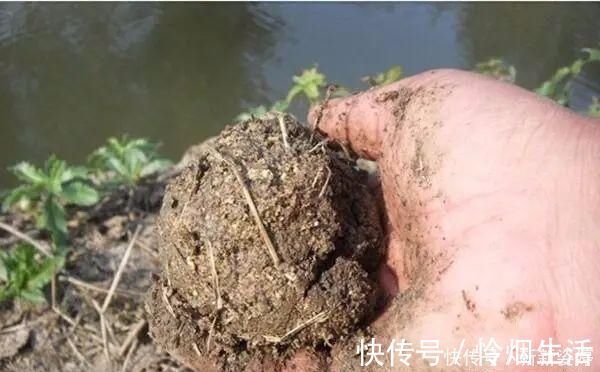 夏季|夏季钓黄颡鱼,这两种钓法很实用,钓法得当,渔获差不了