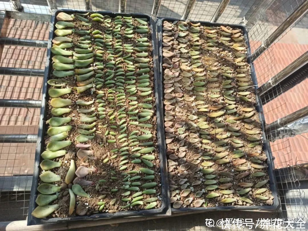 7种“落地生根”花，春天多插几棵，成活率特别高