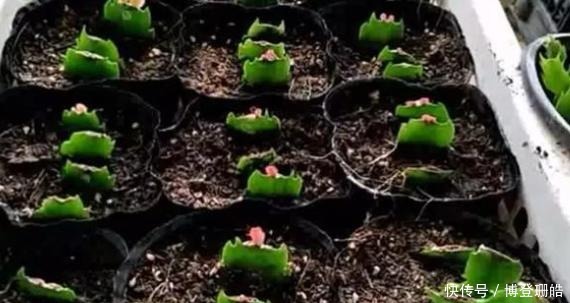 不烂|蟹爪兰喷点这个水,叶片杠杠厚,呼呼冒新芽,10年不烂根