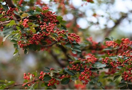 炖猪肉时,调料越少越好,牢记“3放1不放”肉香味浓,没腥味