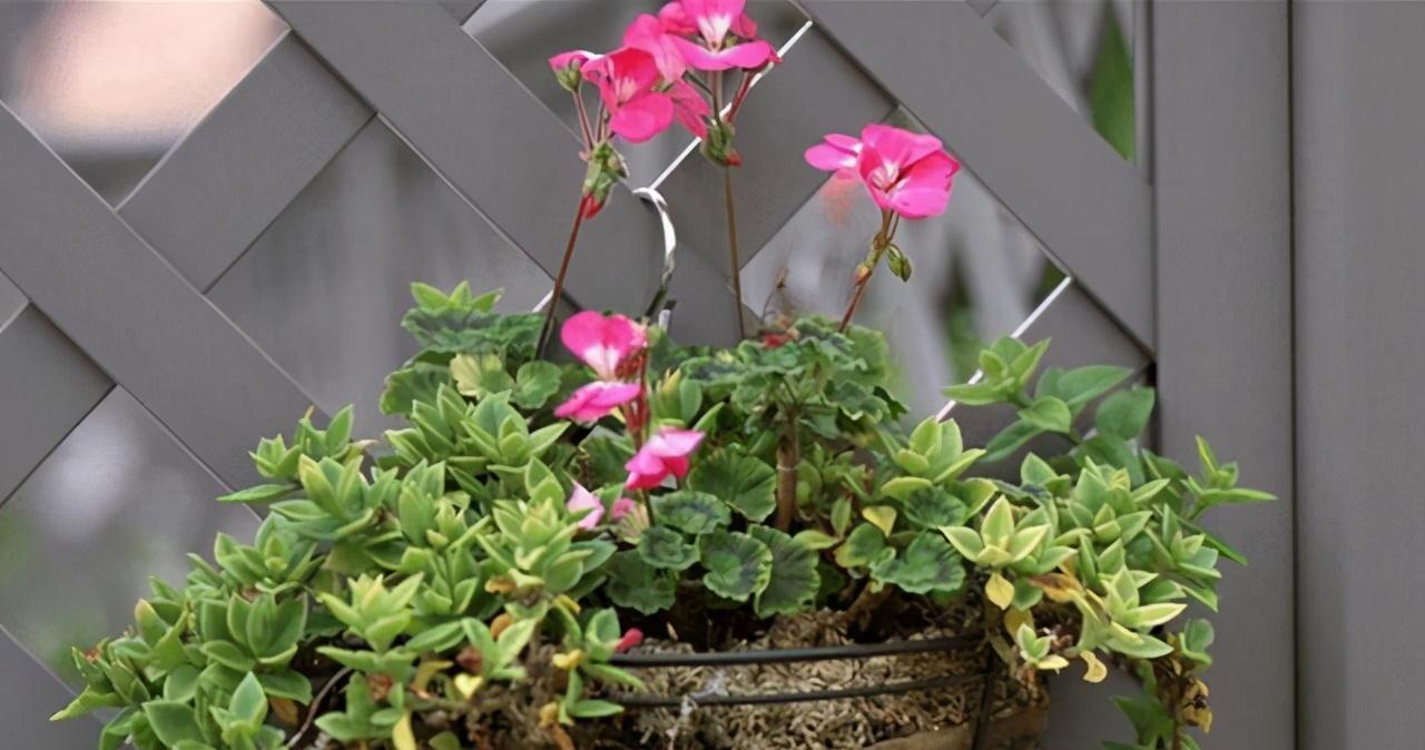 这4种花便宜又好看,放养也能存活好,非常适合新手和忙碌的花友