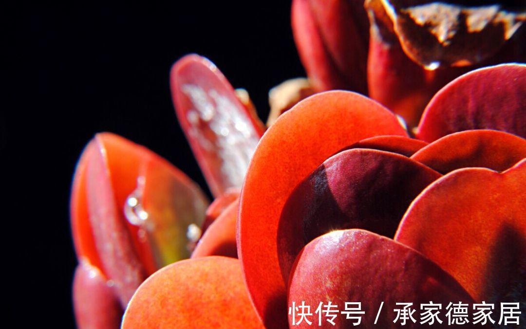 秋季|秋天最美花有哪些？给你推荐10种，看和你想的一样不？