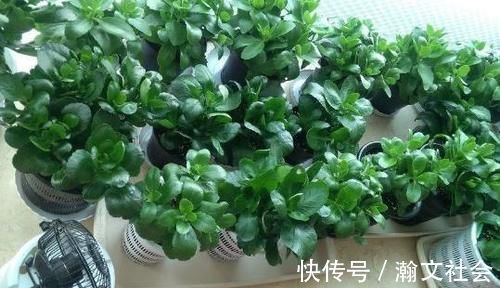 长寿花|养长寿花，将“4忌4喜”进行到底，爆盆开花只是分分钟的事情