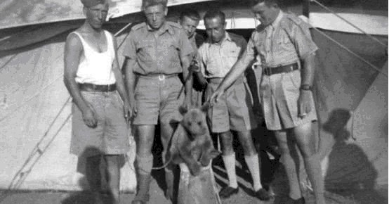 参加|唯一参加二战的“熊士兵”,前线的后勤保障,士兵们的开心果!