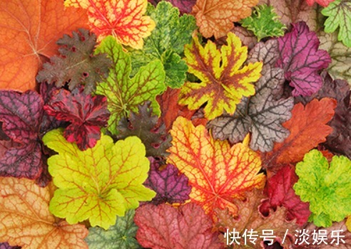 养花就养它,它是花中“迪丽热巴”,浓烈又热情,艳丽极了!