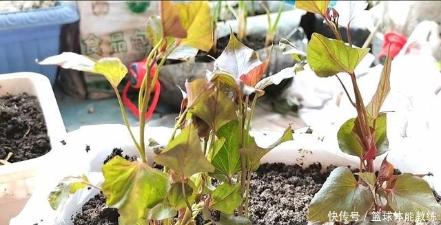 今天才知道,发芽红薯是个“宝”,知道的人不多,赶紧回家找出来!