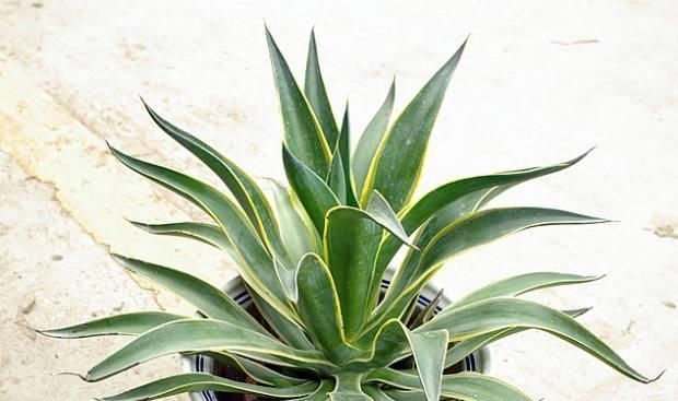 绿植|这种盆栽绿植,耐旱性强,叶缘有非常清晰的黄色镶边