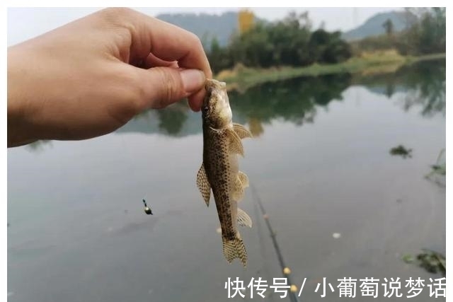 子线|冬钓的线组:从鱼线的选择、子线的长短以及钩号的搭配都在这