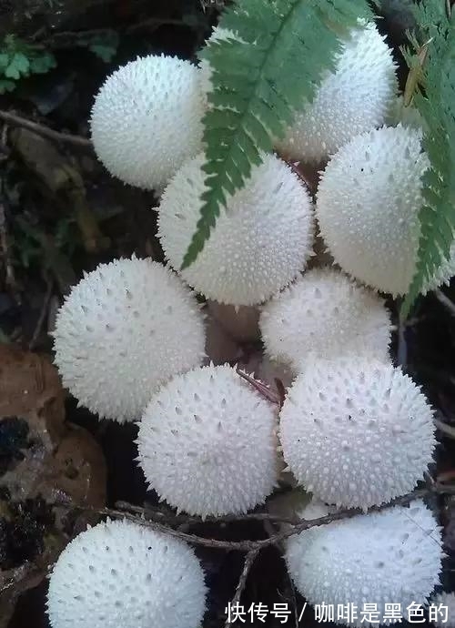 奇花|奇花、奇花、奇花、罕见奇花,赶快打开欣赏吧