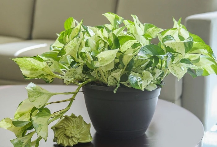 养花肥|这3样东西扔掉太可惜,学会正确方法制成养花肥,省钱、效果好