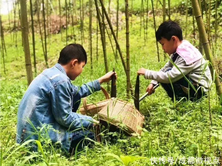 都江堰这片红枫林美炸了，趁着清明假期来打卡