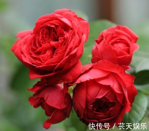 超级耐热月季花,花形硕大艳红,暴晒更艳更旺盛,四季开花易爆盆